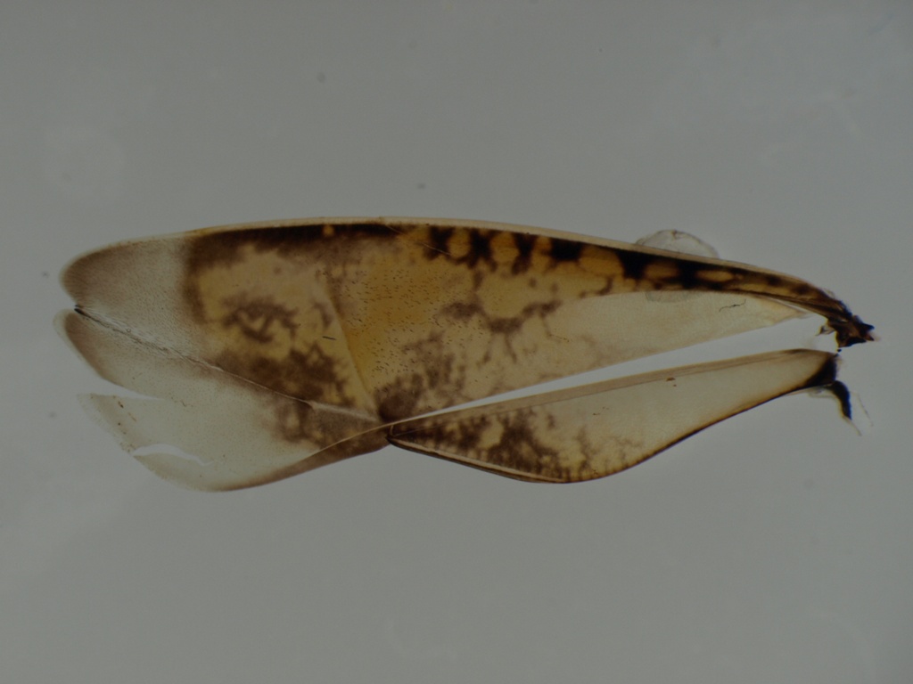 Notonecta sp.